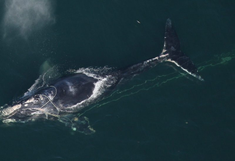 North_Atlantic_Right_Whale_NOAA_CC-license