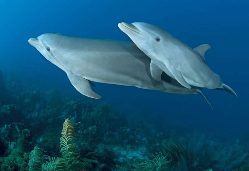 Dolphins © The Ocean Agency