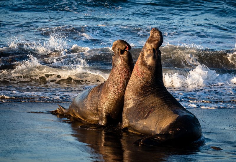 Elephant Seals - UNSPLASH